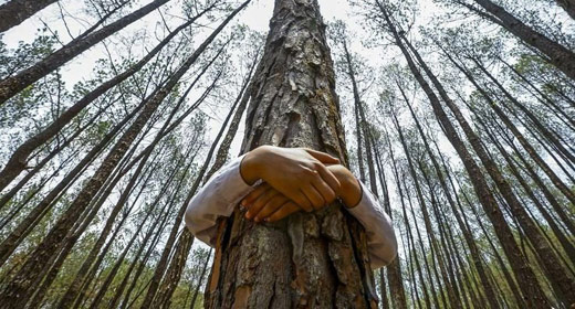 Resultado de imagem para hugging trees