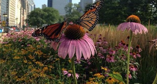 Plant A Butterfly Garden Save The World Awaken